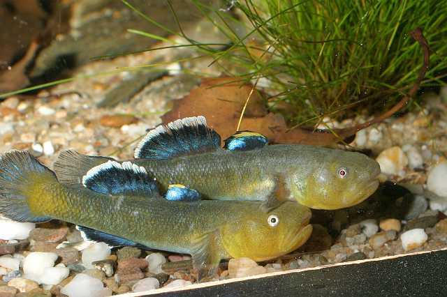 FH_AQUA_DIV_0005(Chlamydogobius eremius).jpg